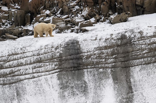 Polar bear