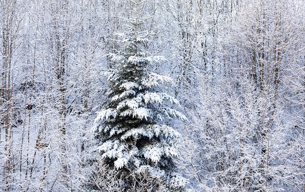 Deep snow-covered forest