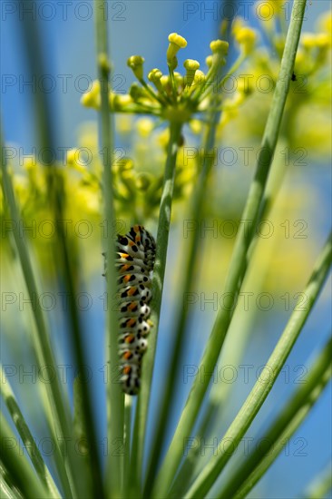 Young swallowtail