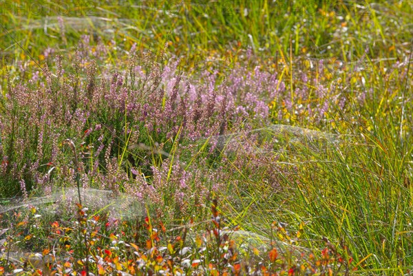 Flowering common heather