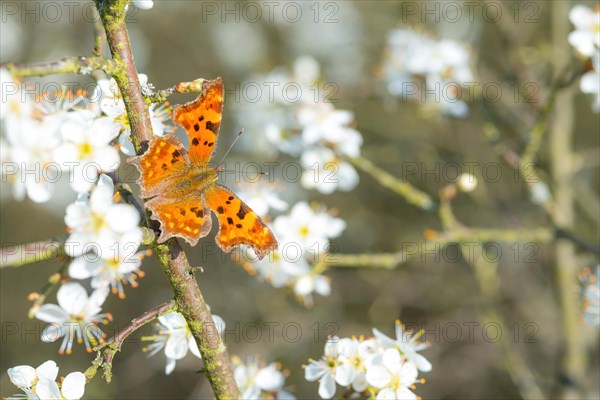 Comma