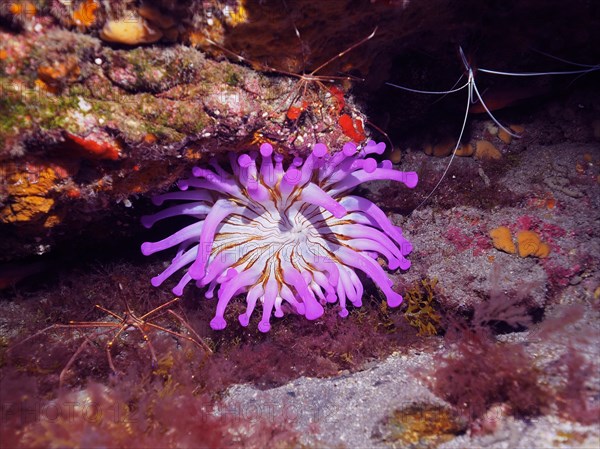 Purple club-tipped anemone