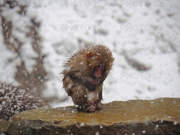 A juvenile snow monkey