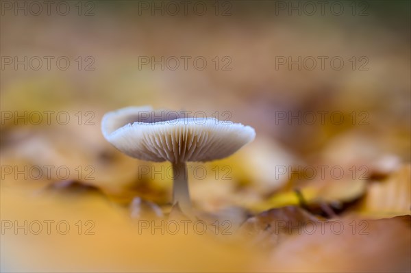 Mushroom in beech forest