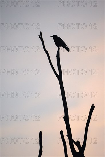 Carrion crow