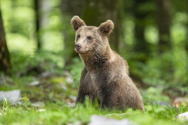 European brown bear