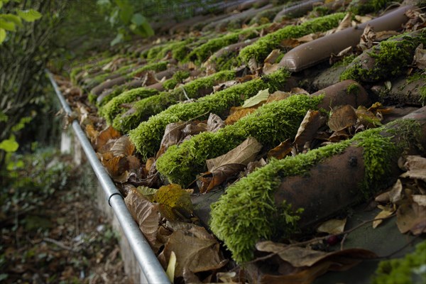 Blocked gutter and moss on roof tiles