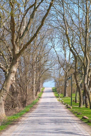 Sunny avenue from the village of Kloster to Grieben in early spring or early spring