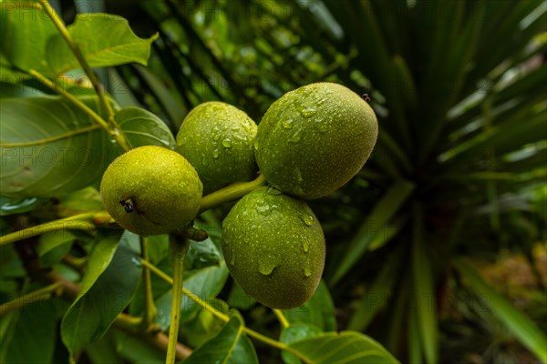 Green apples on the tree