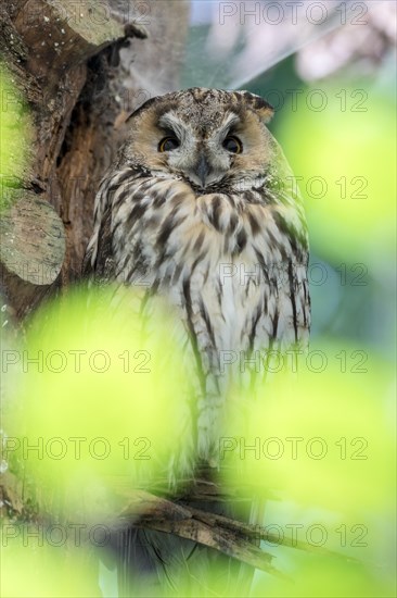 Long-eared owl