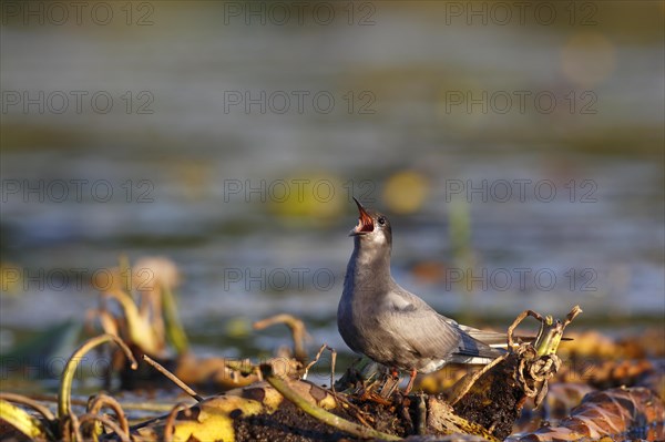 Black Tern