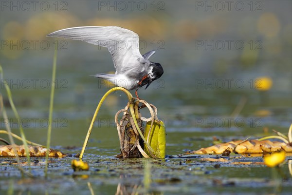 Black Tern