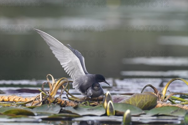 Black Tern