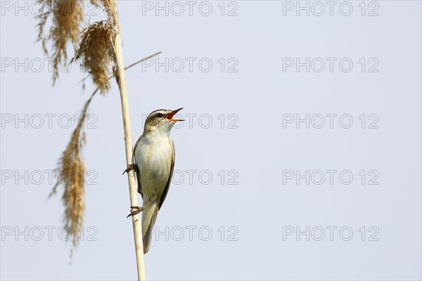 Sedge warbler