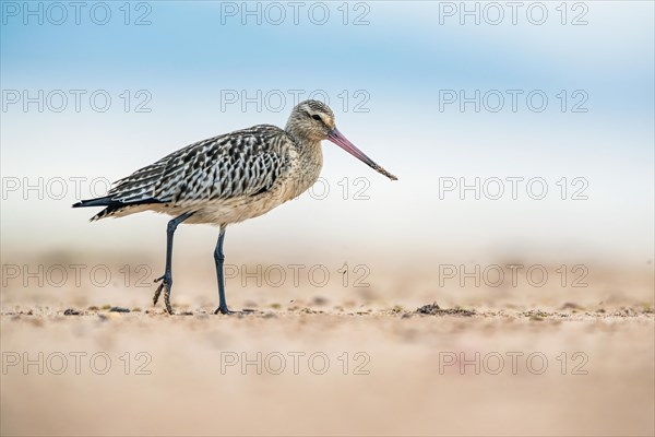 Bar-tailed Godwit