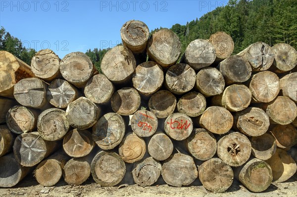 Stacked Baom logs in a sawmill