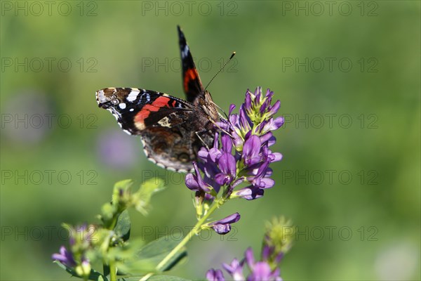 Red admiral