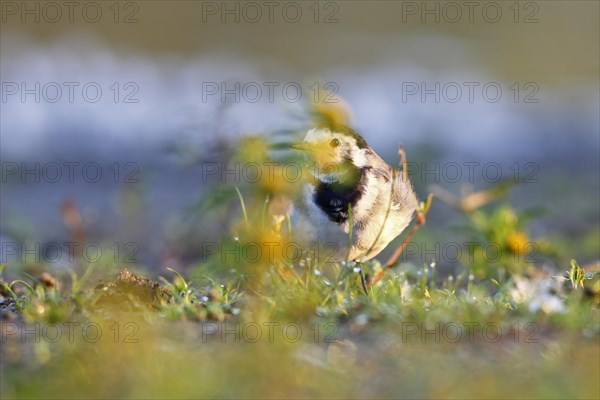 White wagtail