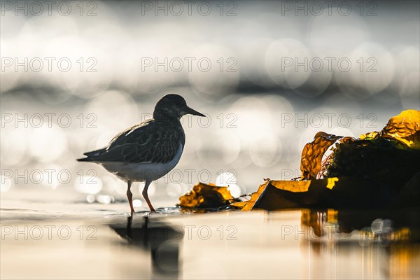 Ruddy Turnstone