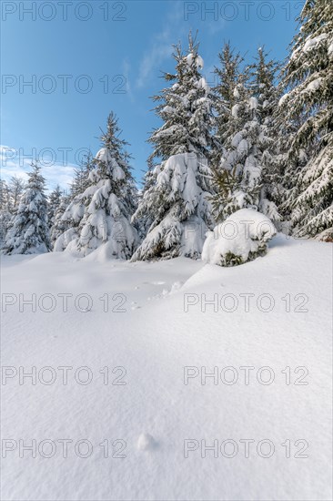 Fir forest under the snow in the mountains. Vosges