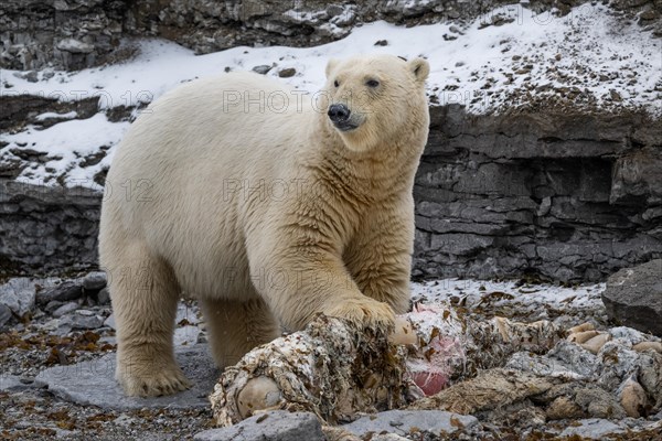 Scavenging polar bear