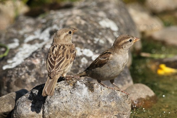 House sparrow