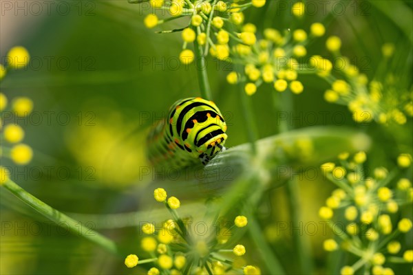 Swallowtail