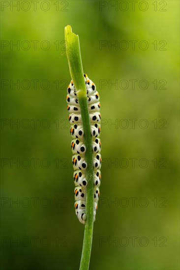 Swallowtail