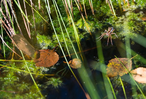 Raft spider