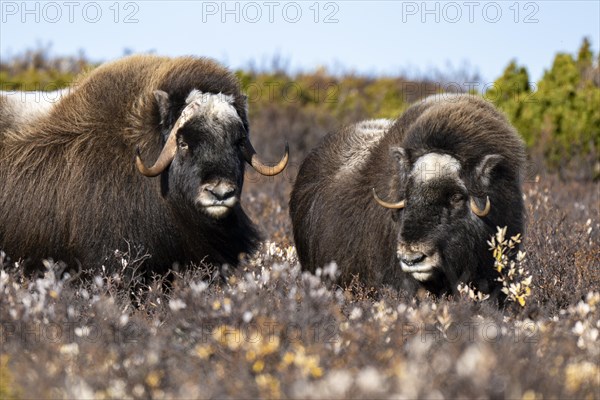 Musk oxen