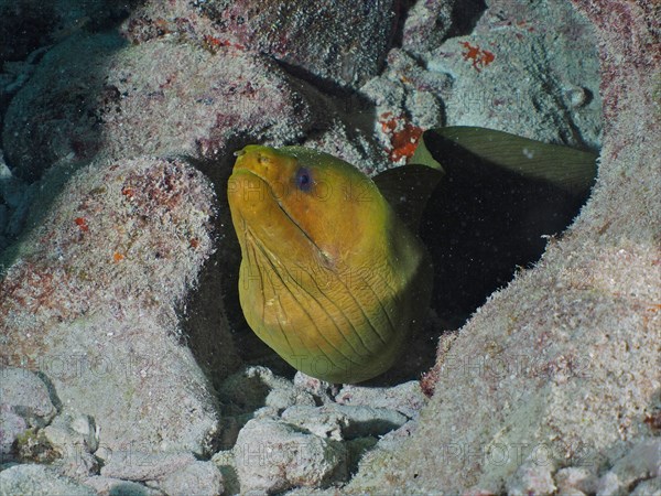 Green moray