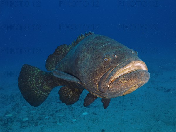 Atlantic goliath grouper