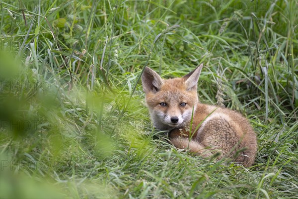 Red fox