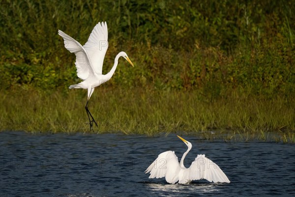 Two great egret