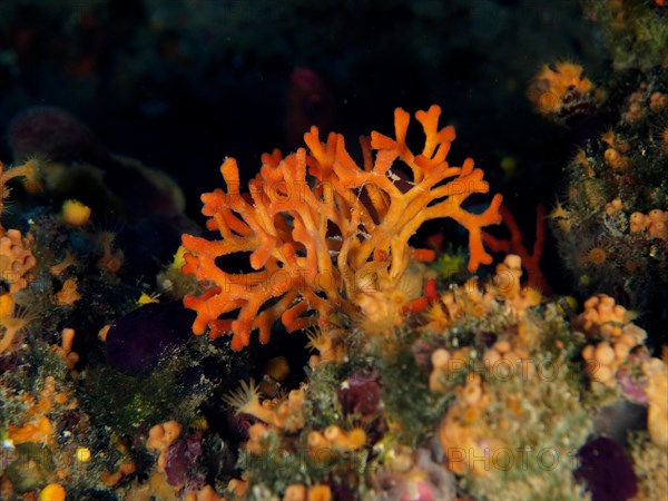 False coral