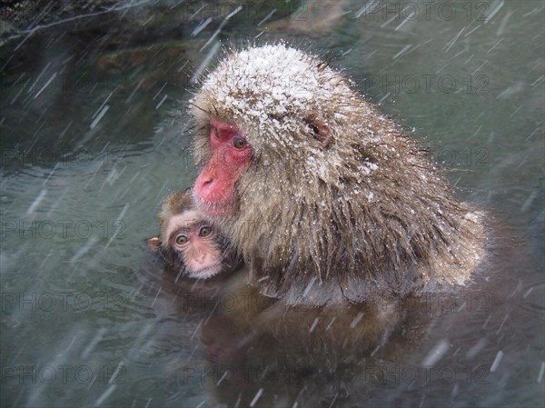 A snow monkey