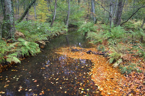 Stream in autumn