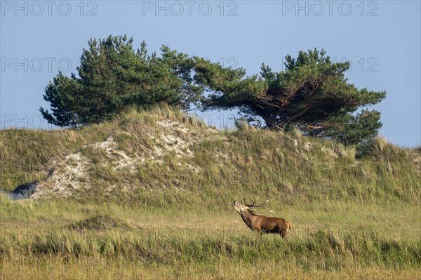 Red deer