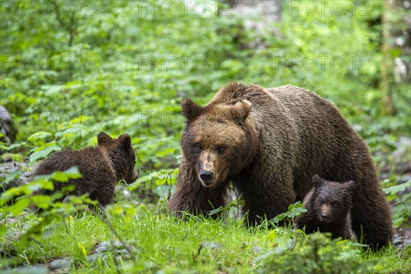 European brown bear