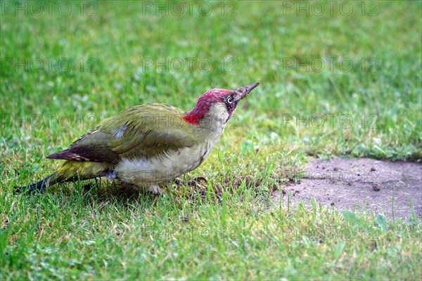 European green woodpecker