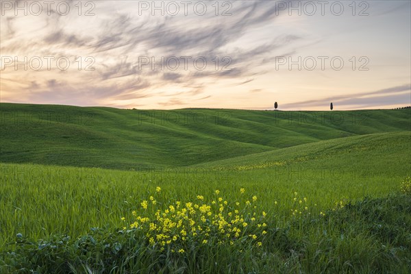 Hilly fields near San Quirico d'Orcia