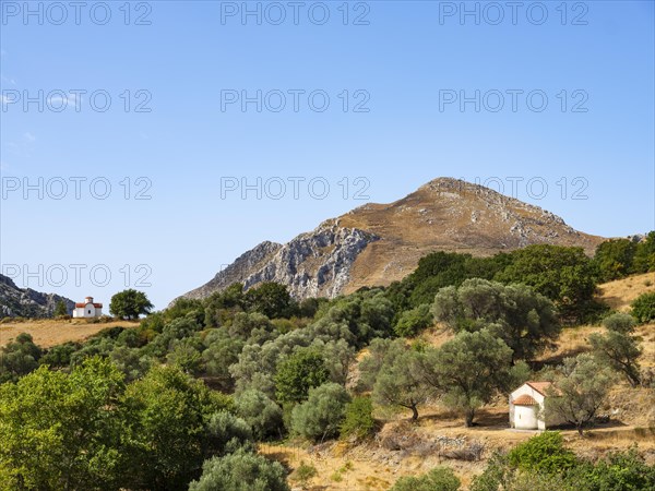 Two chapels in the olive grove