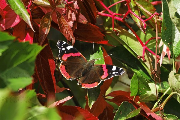 Red admiral