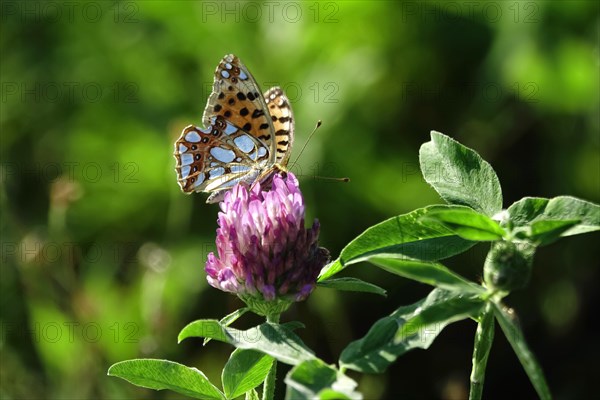 Queen of spain fritillary