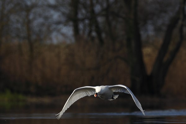 Mute Swan