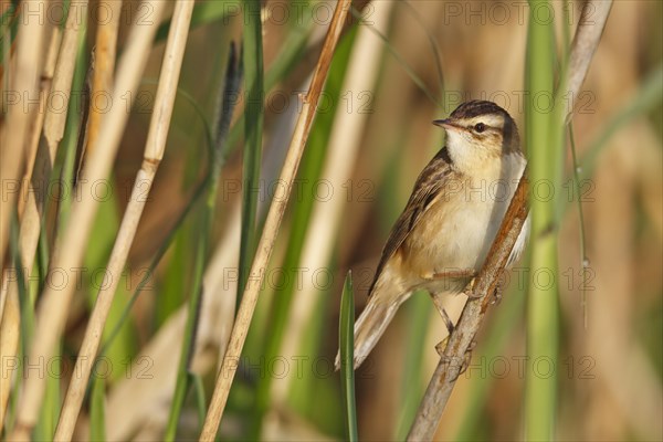 Sedge warbler