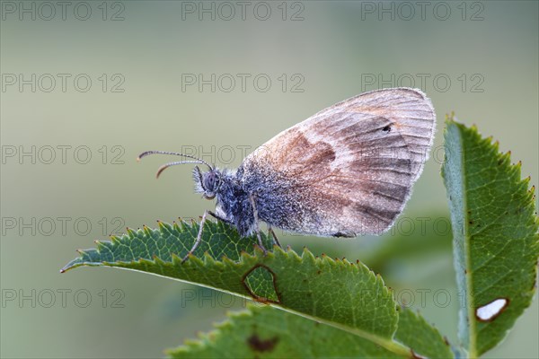 Small heath