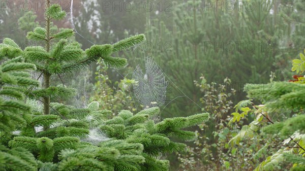 Spider's web in the morning dew on a fir tree
