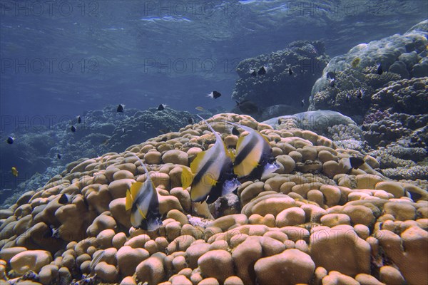 Three specimens of red sea bannerfish