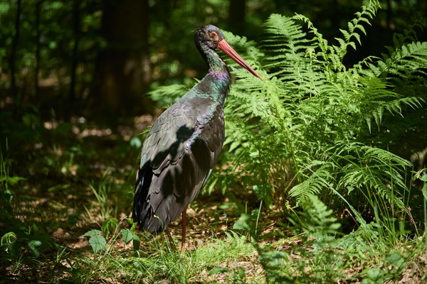 Black stork